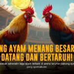 Mengenal Ayam Bangkok, Raja Sabung Ayam dengan Odds Menarik di SV388