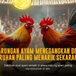 Mengenal Jenis Ayam Bangkok Dalam Dunia Sabung Ayam SV388