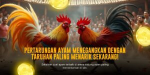 Mengenal Jenis Ayam Bangkok Dalam Dunia Sabung Ayam SV388