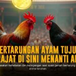 Mengenal SV388: Platform Terbaik Sabung Ayam Online