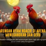 Eksplorasi Dunia Sabung Ayam SV388: Strategi dan Keunikan