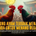 Membedah Sabung Ayam SV388: Jenis Ayam dan Odds Terbaik