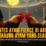 Keunggulan dan Strategi Bertaruh Sabung Ayam di SV388