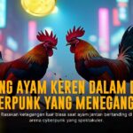 Mengenal Ayam Bangkok: Raja Sabung Ayam yang Paling Dicari