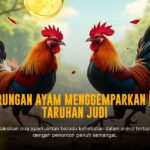 Mengenal Jenis Ayam Bangkok dalam Sabung Ayam SV388
